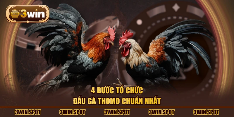 4 bước tổ chức đấu gà Thomo chuẩn nhất