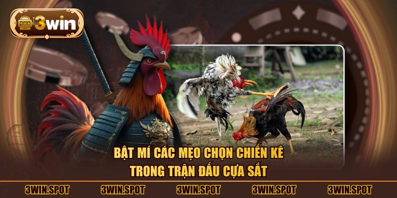 Bật mí các mẹo chọn chiến kê trong trận đấu cựa sắt
