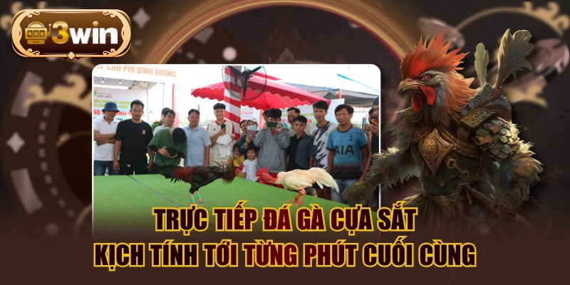 Trực Tiếp Đá Gà Cựa Sắt Kịch Tính Tới Từng Phút Cuối Cùng